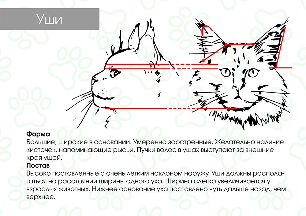 Стандарты породы Мейн Кун - уши