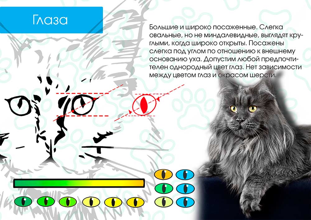 Стандарты породы Мейн Кун - глаза