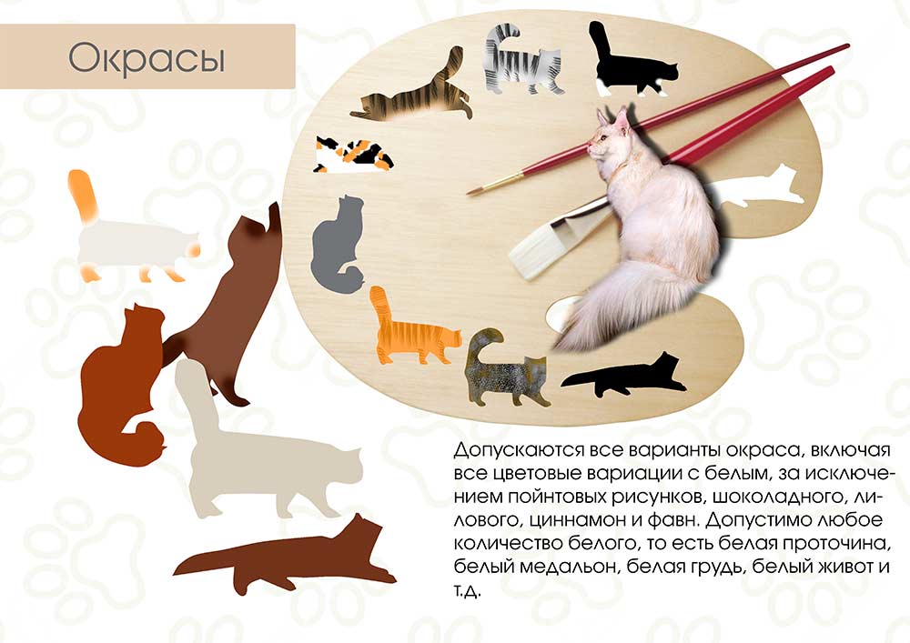 Стандарты породы Мейн Кун - окрасы