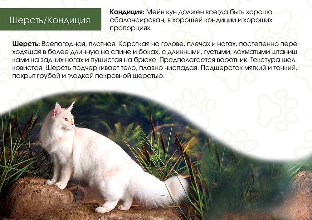 Стандарты породы Мейн Кун - шерсть\кондиция